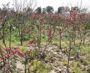 新區(qū)后天天氣