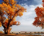 沙雅天氣預(yù)報30天