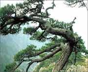 浦江天氣預(yù)報30天