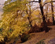 盤縣天氣預(yù)報15天