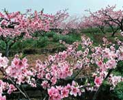 龍泉驛天氣預(yù)報7天