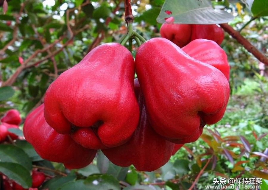 臺灣十大特產(chǎn)排行榜 臺灣特產(chǎn)什么最出名 來臺旅游值得帶的伴手禮