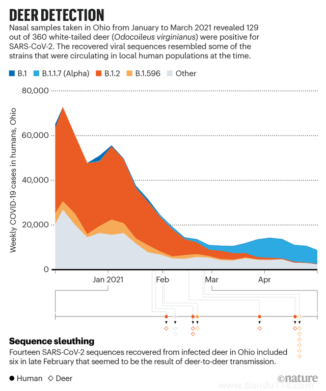 新冠在北美鹿群傳播 意味著什么 是否會(huì)重新傳染人(圖2) 新冠在北美鹿群傳播 意味著什么 是否會(huì)重新傳染人(圖2)