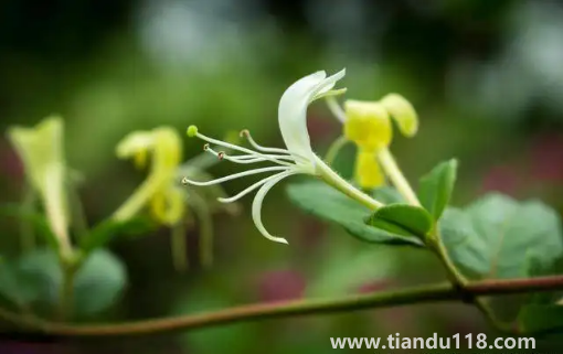 金銀花是蒸好還是不蒸好（金銀花蒸過和沒蒸過的效果哪個好）
