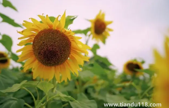 2022考送花一舉奪魁要幾朵向日葵(高考第幾天送向日葵好)(圖2) 2022考送花一舉奪魁要幾朵向日葵2