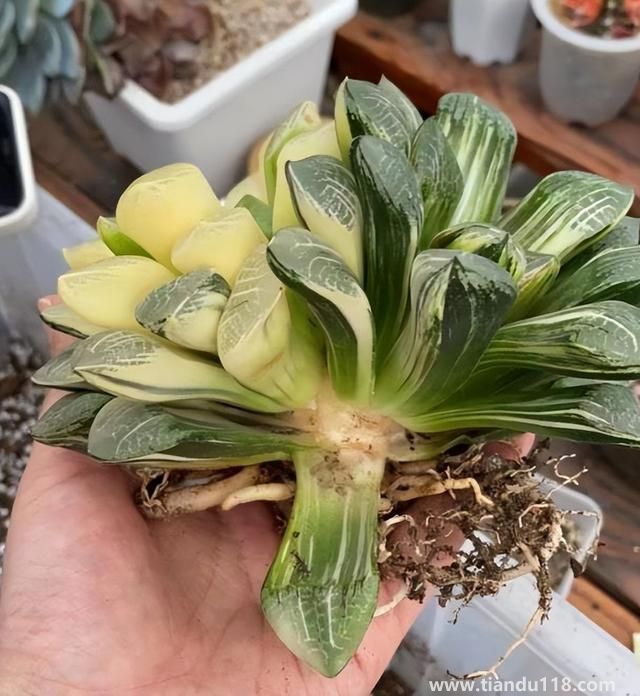 上海寶山一盆市價(jià)10萬多肉被偷(警方:已采取刑事措施)(圖3) 上海寶山一盆市價(jià)10萬多肉被偷(警方:已采取刑事措施)(圖3)