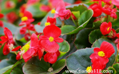 玻璃翠可以在室內(nèi)養(yǎng)嗎（玻璃翠什么時(shí)候開花）