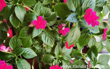 玻璃翠可以在室內(nèi)養(yǎng)嗎(玻璃翠什么時候開花)(圖3) 玻璃翠可以在室內(nèi)養(yǎng)嗎3