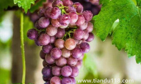 玻璃翠葡萄又叫什么(玻璃翠葡萄可以吃皮嗎)(圖3) 玻璃翠葡萄又叫什么3