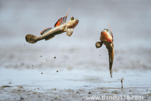 跳跳魚(yú)的功效與作用(跳跳魚(yú)的食用禁忌)(圖2) 跳跳魚(yú)的功效與作用2