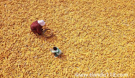 預(yù)言饑荒馬上要來了真的假的(中國是哪年鬧的饑荒)(圖1) 預(yù)言饑荒馬上要來了真的假的1