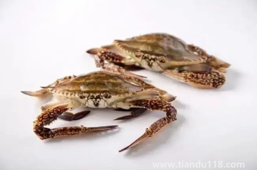 梭子蟹什么樣的肉多(梭子蟹多少錢一只)(圖3) 梭子蟹什么樣的肉多3