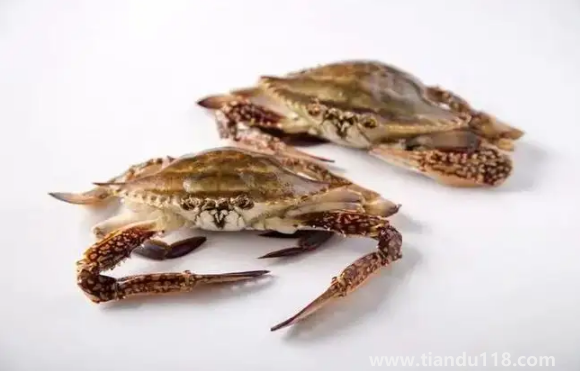 梭子蟹大的貴還是小的貴(梭子蟹多少錢一斤)(圖1) 梭子蟹大的貴還是小的貴1