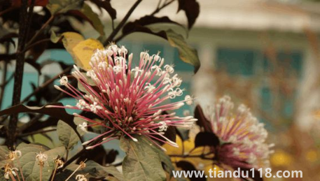 2022國(guó)慶去西雙版納冷了嗎(國(guó)慶節(jié)去西雙版納旅游穿什么衣服鞋子)(圖2) 2022國(guó)慶去西雙版納冷了嗎2