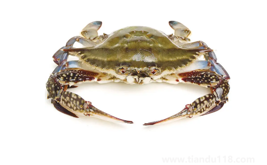 梭子蟹在運輸過程中死了還能吃嗎(梭子蟹怎么保存)(圖1) 梭子蟹在運輸過程中死了還能吃嗎1