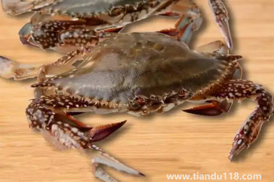 梭子蟹在運輸過程中死了還能吃嗎(梭子蟹怎么保存)(圖3) 梭子蟹在運輸過程中死了還能吃嗎3