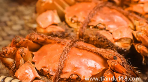 2022陽澄湖大閘蟹中秋節(jié)能吃到嗎(陽澄湖大閘蟹在哪里買最正宗)(圖3) 2022陽澄湖大閘蟹中秋節(jié)能吃到嗎3