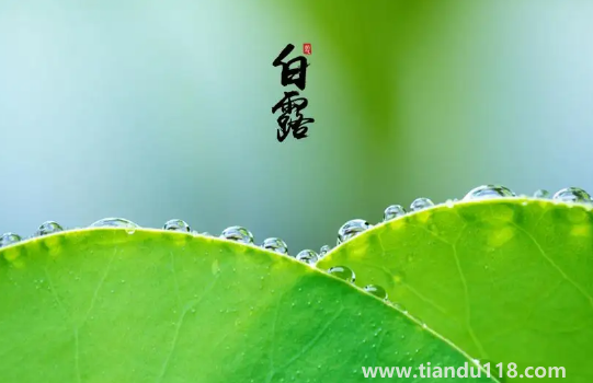 2022白露當(dāng)天出生好還是白露后出生好2