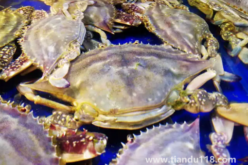 梭子蟹凍死了能不能吃了（梭子蟹怎么做好吃）