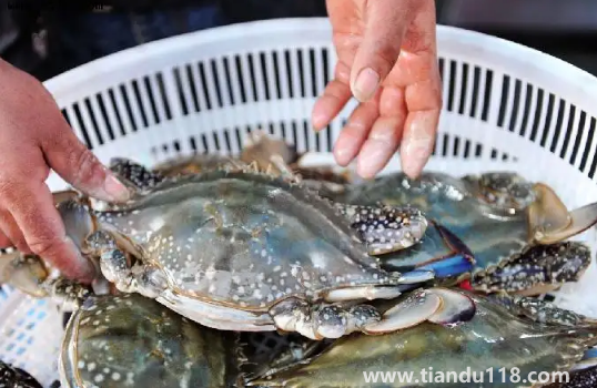 梭子蟹哪里的最出名(梭子蟹什么季節(jié)最肥)(圖2) 梭子蟹哪里的最出名2