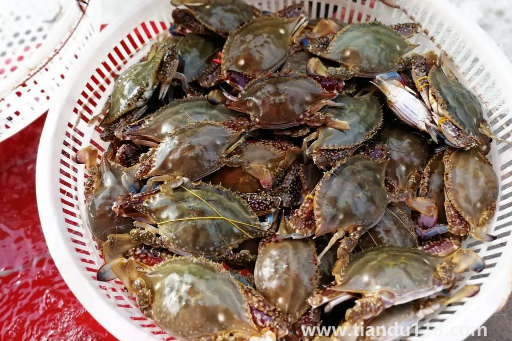 梭子蟹二母蟹會變成母蟹嗎(吃梭子蟹的注意事項)(圖2) 梭子蟹二母蟹會變成母蟹嗎2