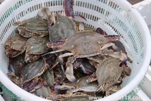 梭子蟹二母蟹會變成母蟹嗎(吃梭子蟹的注意事項)(圖1) 梭子蟹二母蟹會變成母蟹嗎1