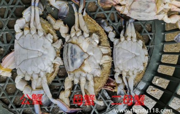 梭子蟹二母蟹會變成母蟹嗎(吃梭子蟹的注意事項)(圖3) 梭子蟹二母蟹會變成母蟹嗎3
