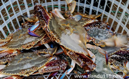 梭子蟹的蟹黃在哪里(蟹黃吃了有什么好處和壞處)(圖2) 梭子蟹的蟹黃在哪里2