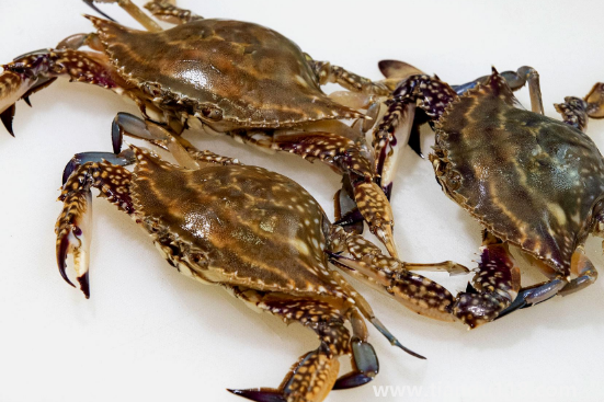 梭子蟹黃多還是大閘蟹黃多(吃螃蟹的注意事項)(圖3) 梭子蟹黃多還是大閘蟹黃多3