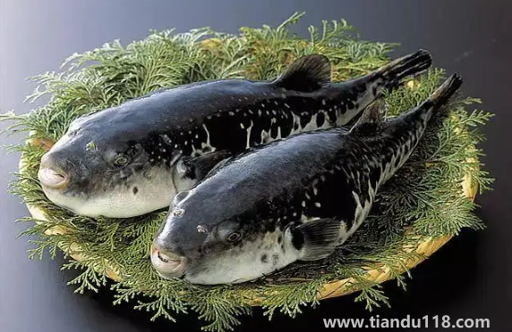 河豚哪里有毒最多最強（河豚有毒為什么還吃）