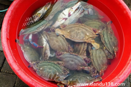 網(wǎng)上買梭子蟹為什么都是冷凍的(梭子蟹怎么保存較好)(圖3) 網(wǎng)上買梭子蟹為什么都是冷凍的3