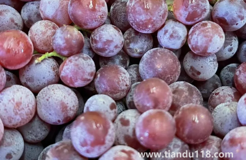 新疆玻璃脆葡萄好不好吃(新疆葡萄什么時候成熟)(圖2) 新疆玻璃脆葡萄好不好吃2