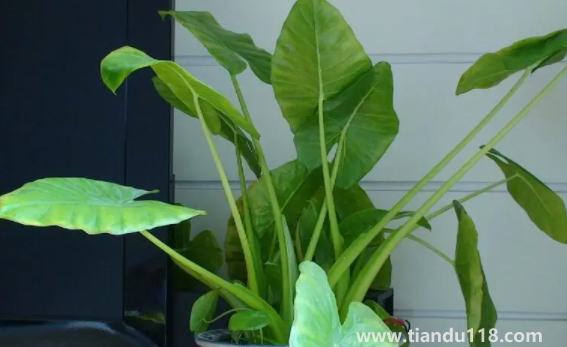 有小孩家庭適合放滴水觀音嗎(家里擺放滴水觀音禁忌有哪些)(圖3) 有小孩家庭適合放滴水觀音嗎3