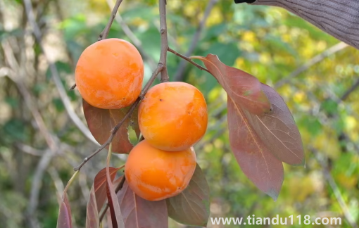 柿子和柿餅?zāi)膫€糖分高（柿子怎么做成柿餅）