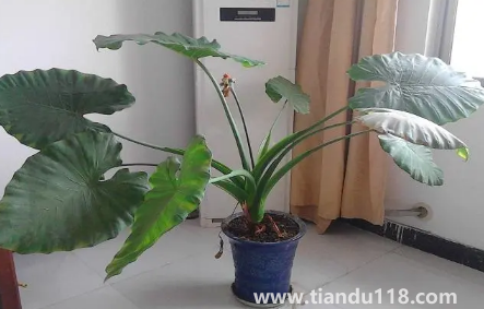 滴水觀音放家里能招財嗎1