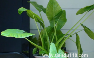 滴水觀音放家里能招財嗎3