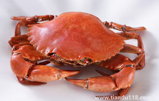 青蟹和梭子蟹哪個貴(青蟹和梭子蟹的區(qū)別)(圖3) 青蟹和梭子蟹哪個貴3