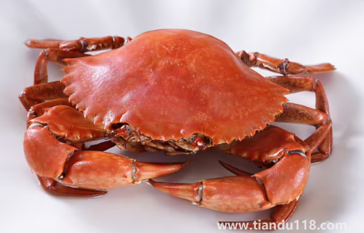 青蟹直接蒸可以嗎有營養(yǎng)嗎3