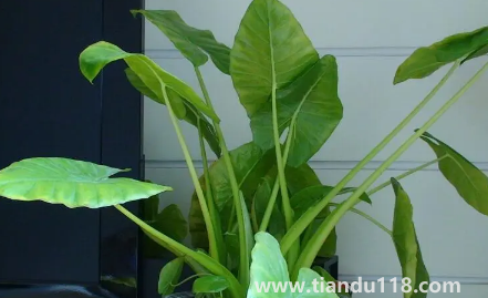 家里養(yǎng)滴水觀音吉祥嗎(家里養(yǎng)滴水觀音有什么作用)(圖2) 家里養(yǎng)滴水觀音吉祥嗎2