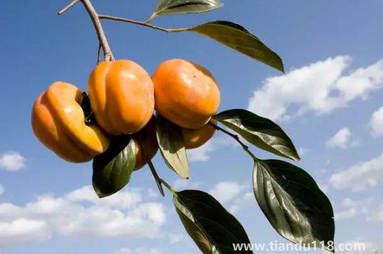 柿子和螃蟹間隔兩小時可以吃嗎(吃螃蟹不能吃什么)(圖2) 柿子和螃蟹間隔兩小時可以吃嗎2