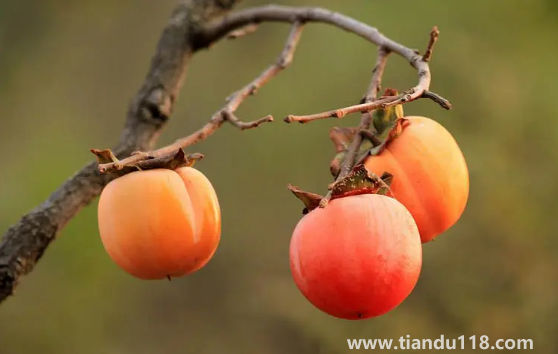 柿子和螃蟹一起吃會(huì)中毒嗎(柿子和螃蟹間隔多久吃好)(圖3) 柿子和螃蟹一起吃會(huì)中毒嗎3