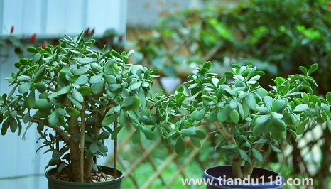 家里養(yǎng)玉樹放哪里好(玉樹有什么作用)(圖1) 家里養(yǎng)玉樹放哪里好1