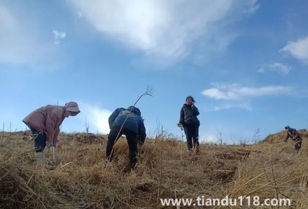 霜降以后還能種樹(shù)嗎(霜降后果樹(shù)能栽活嗎)(圖1) 霜降以后還能種樹(shù)嗎1