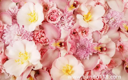 網(wǎng)上買的鮮花回來怎么泡好(網(wǎng)購鮮花為什么要醒花)(圖1) 網(wǎng)上買的鮮花回來怎么泡好1