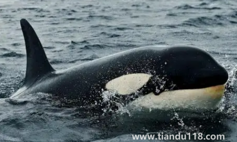 虎鯨的壽命有多長(虎鯨的智商有多高)(圖2) 虎鯨的壽命有多長2