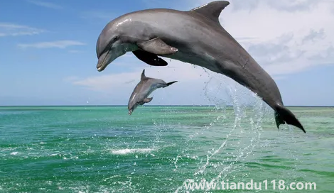 虎鯨到底是海豚還是鯨魚(虎鯨有多重多少噸)(圖2) 虎鯨到底是海豚還是鯨魚2