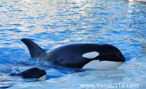 虎鯨到底是海豚還是鯨魚(yú)（虎鯨有多重多少噸）