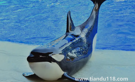 虎鯨為什么討厭海豚(野生虎鯨真的不攻擊人嗎)(圖3) 虎鯨為什么討厭海豚3