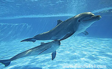 虎鯨為什么討厭海豚(野生虎鯨真的不攻擊人嗎)(圖2) 虎鯨為什么討厭海豚2