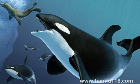 虎鯨為什么對(duì)人類友好最科學(xué)最權(quán)威解釋(人一般掉進(jìn)海里虎鯨會(huì)救嗎)(圖2) 虎鯨為什么對(duì)人類友好最科學(xué)最權(quán)威解釋2